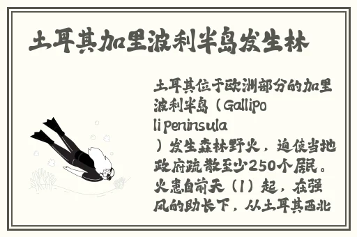 深夜免费施放自我